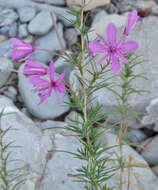 Image de Epilobium dodonaei Vill.