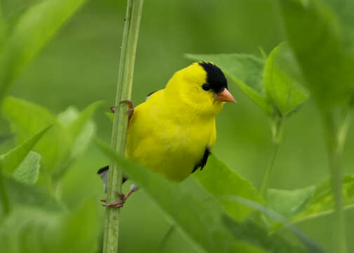 Image of American Goldfinch