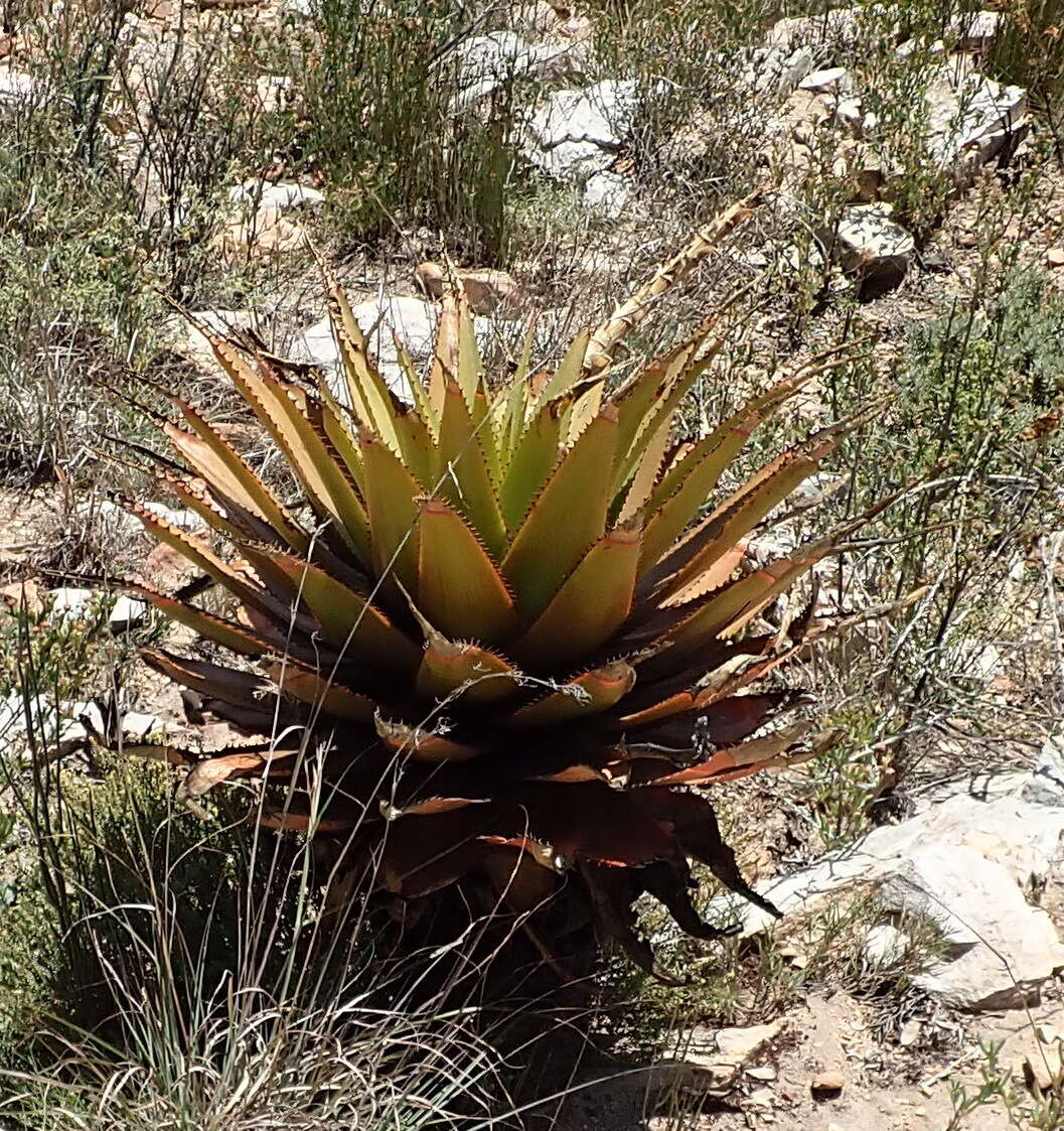 Image of Aloe lineata (Aiton) Haw.