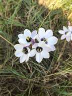 Image of Ixia versicolor G. J. Lewis