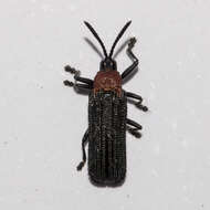 Plancia ëd Chalepus sanguinicollis (Linnaeus 1771)