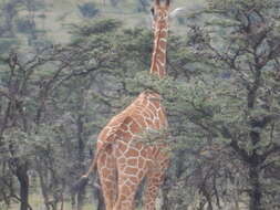 Image of reticulated giraffe