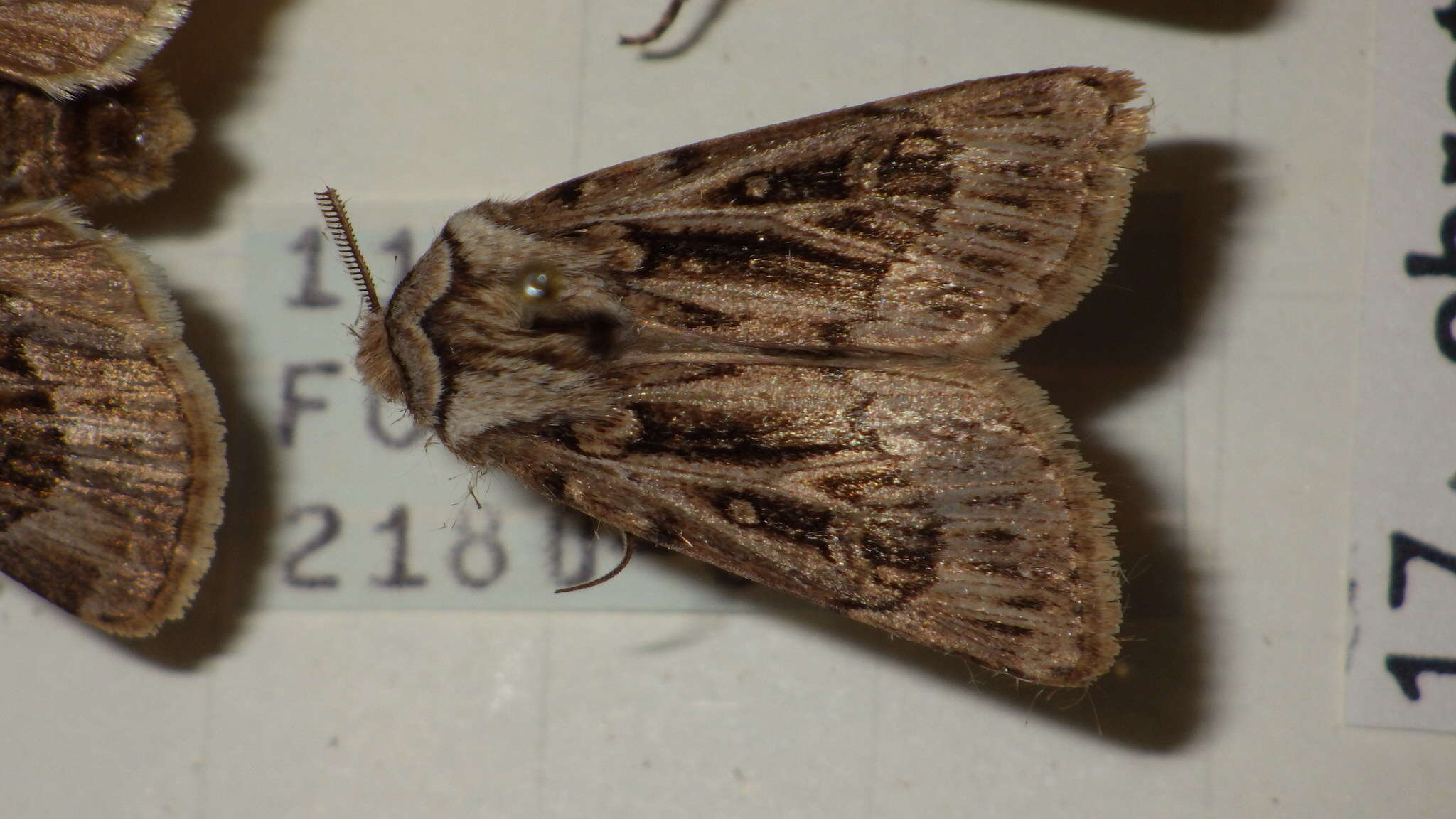 Image of Agrotis fatidica Hübner 1824