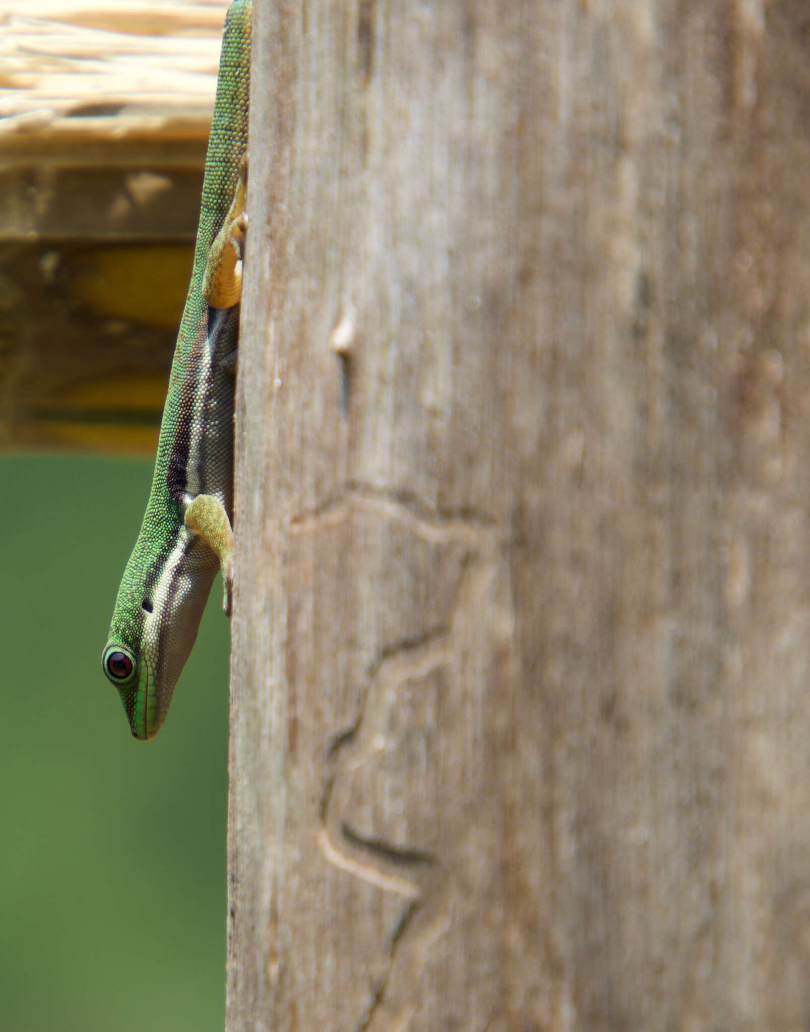 Image of Phelsuma lineata elanthana Krüger 1996