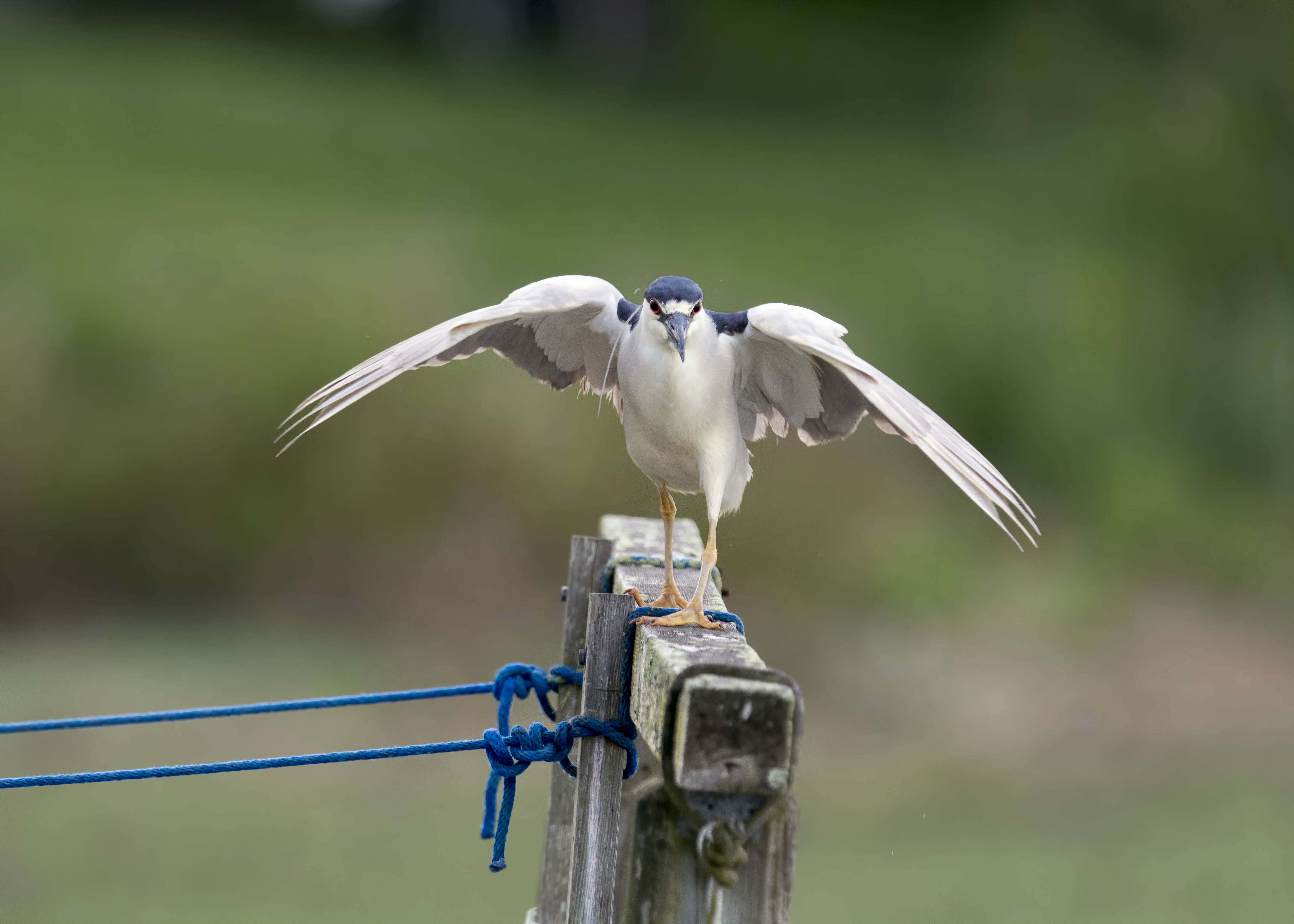 Image of Night Herons