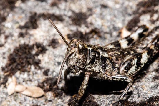 Image of Homer grasshopper