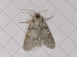 Acronicta tota Grote 1878 resmi