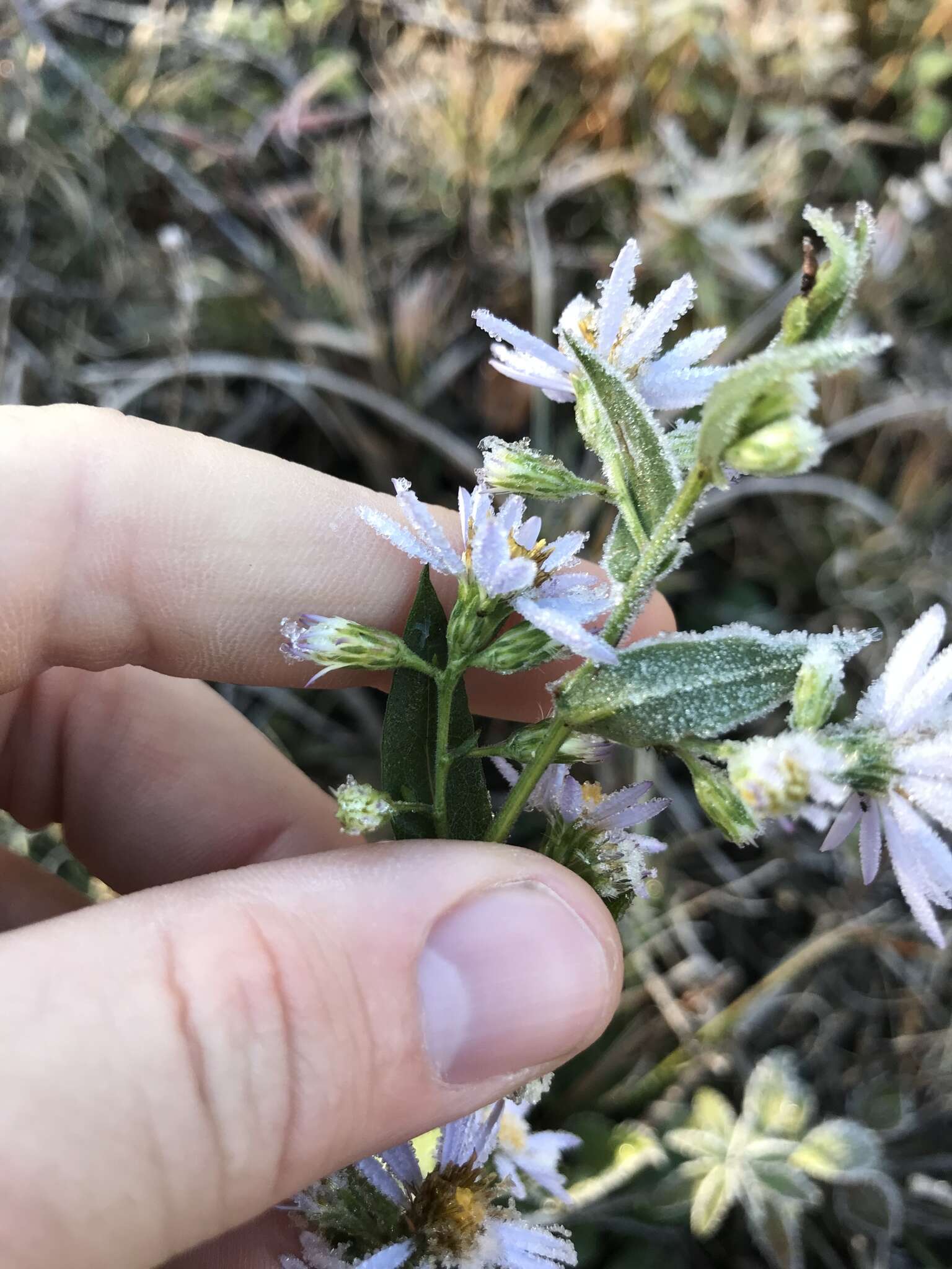 Image of Rhiannon's aster