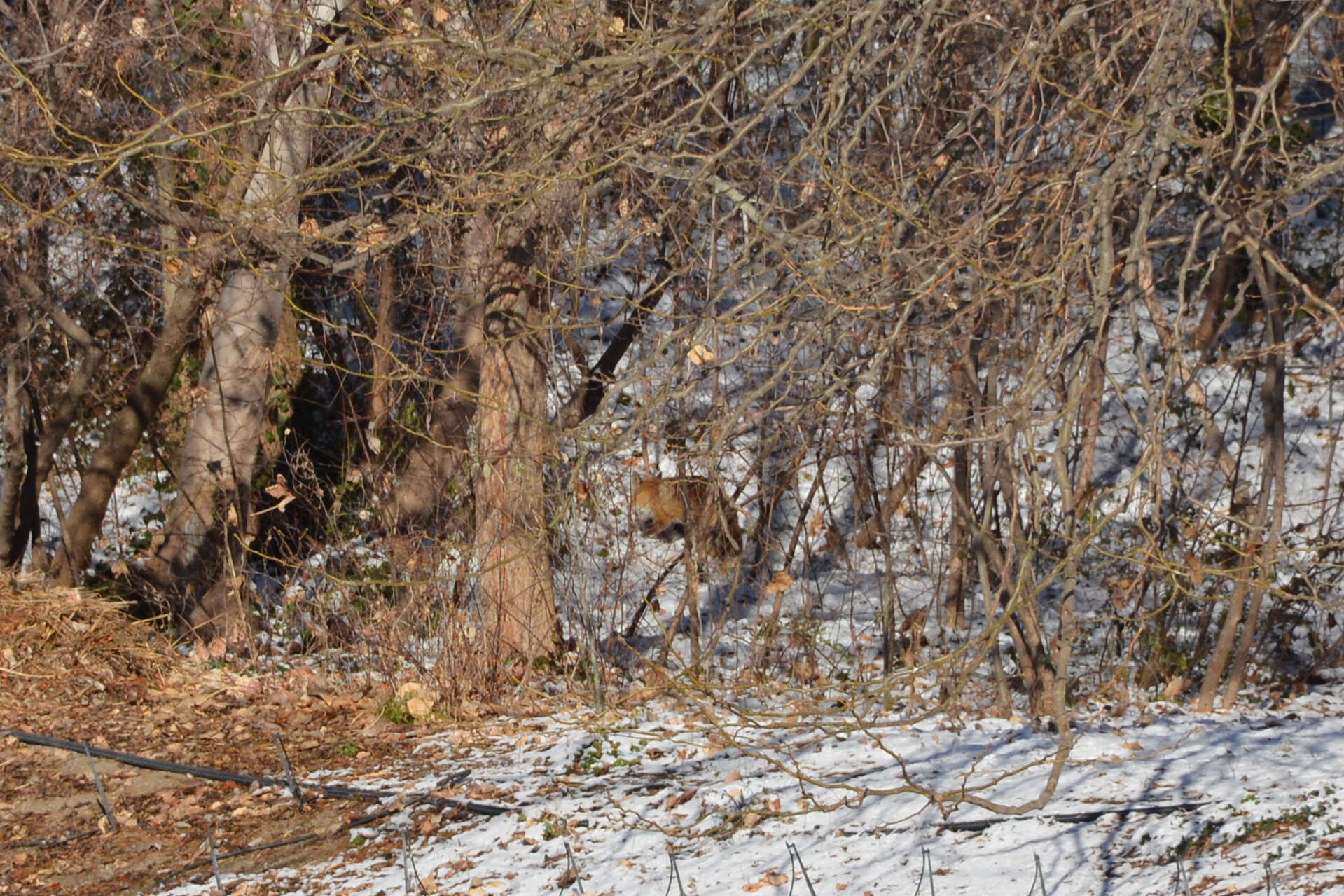 Image of Turkmenian fox