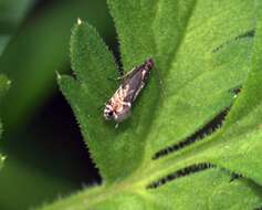 Image of Glyphipterix simpliciella Stephens 1834