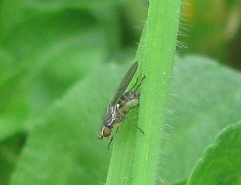 Cerodontha australis Malloch 1925 resmi