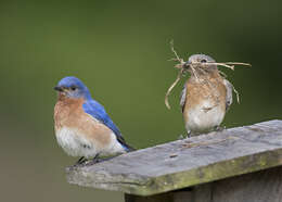 Image of Eastern Bluebird