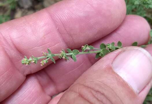 Image of Acmispon decumbens