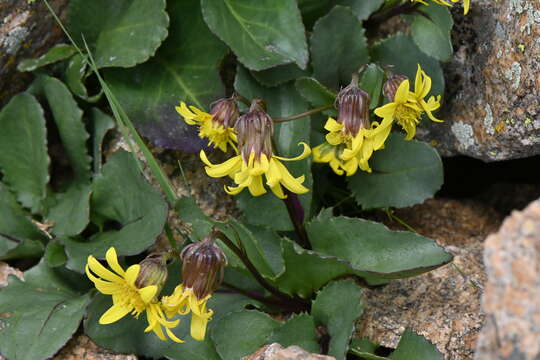 Image of Showy Alpine Ragwort