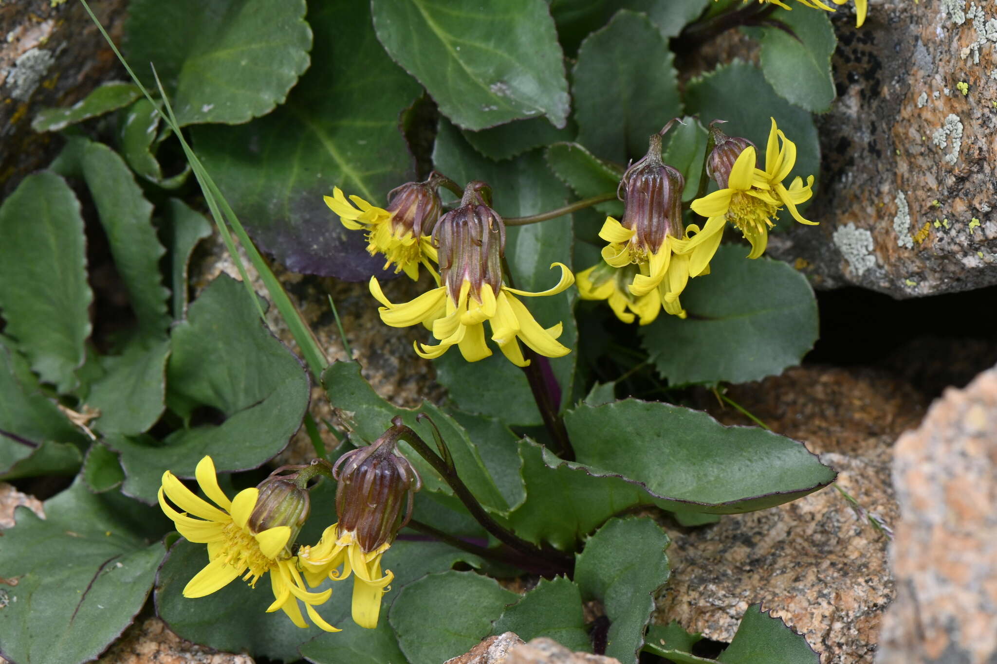 Слика од Senecio amplectens var. holmii (Greene) H. D. Harrington