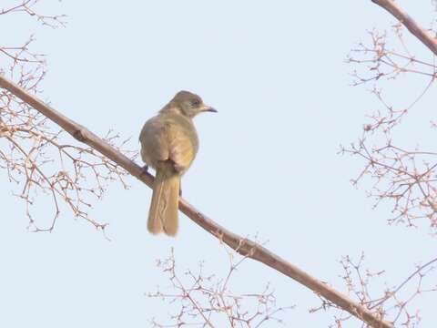 Image of Streak-eared Bulbul