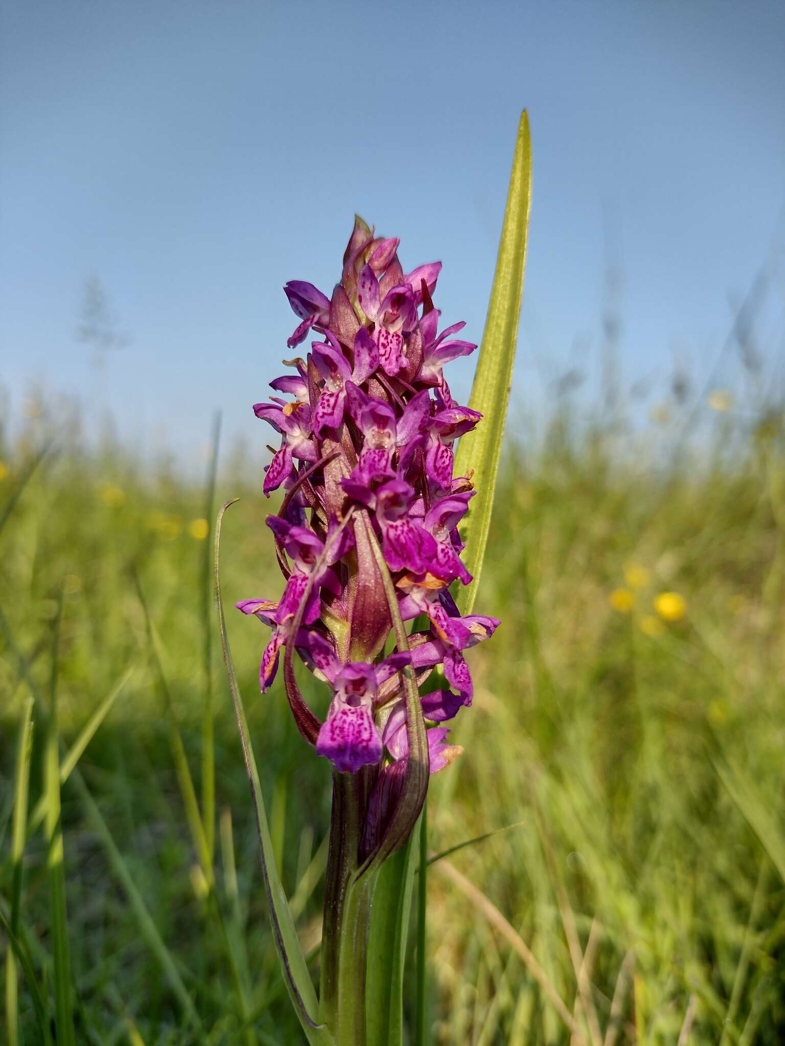 Image de Dactylorhiza incarnata subsp. pulchella (Druce) Soó