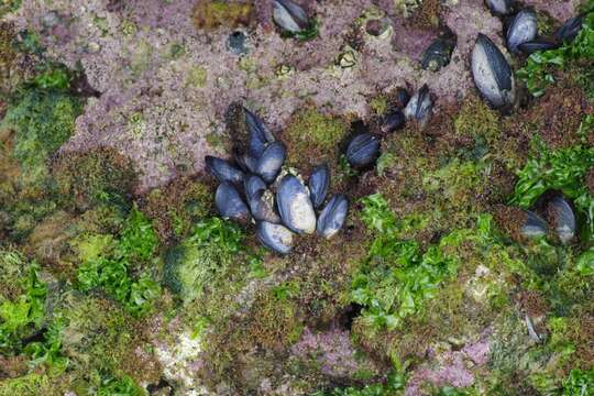 Image of Mediterranean mussel