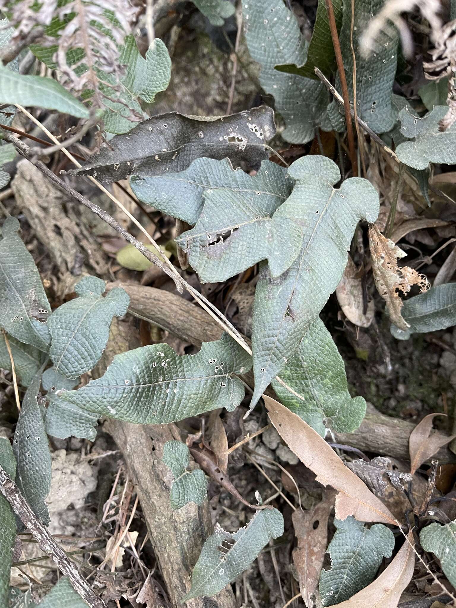 Image of Grypothrix simplex (Hook.) S. E. Fawc. & A. R. Sm.