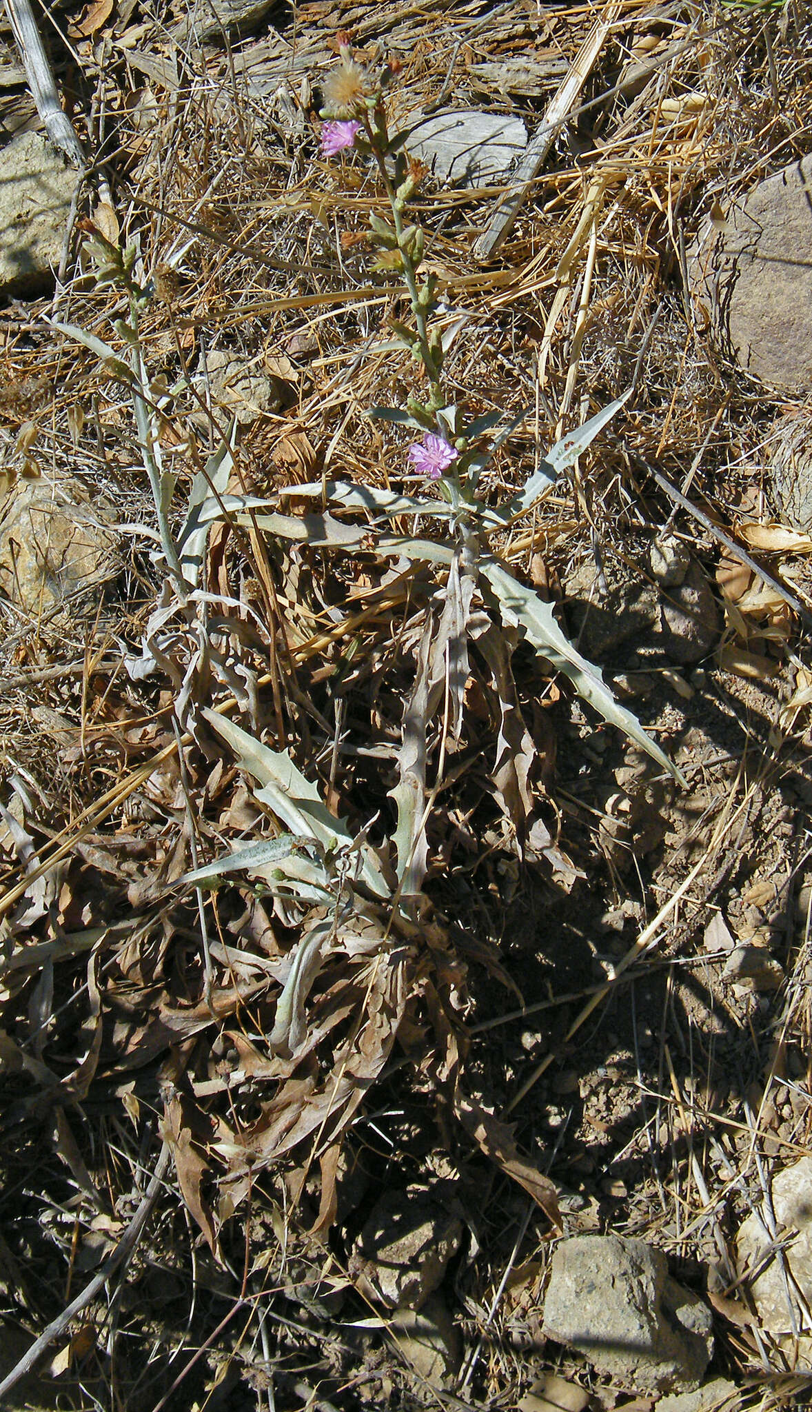 Image of chicoryleaf wirelettuce