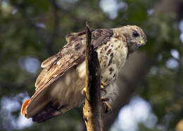 Image of Red-tailed Hawk