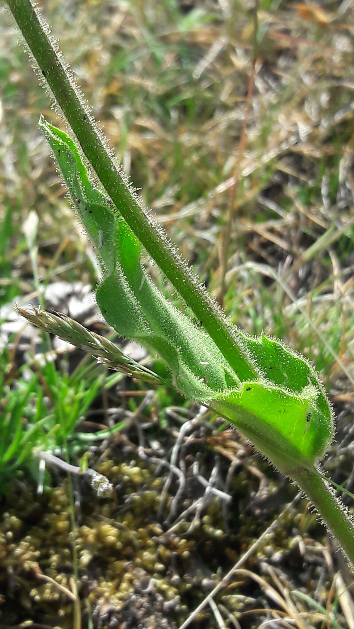 Imagem de Hieracium amplexicaule L.