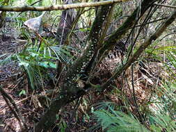 Image of Campanella tristis (G. Stev.) Segedin 1993