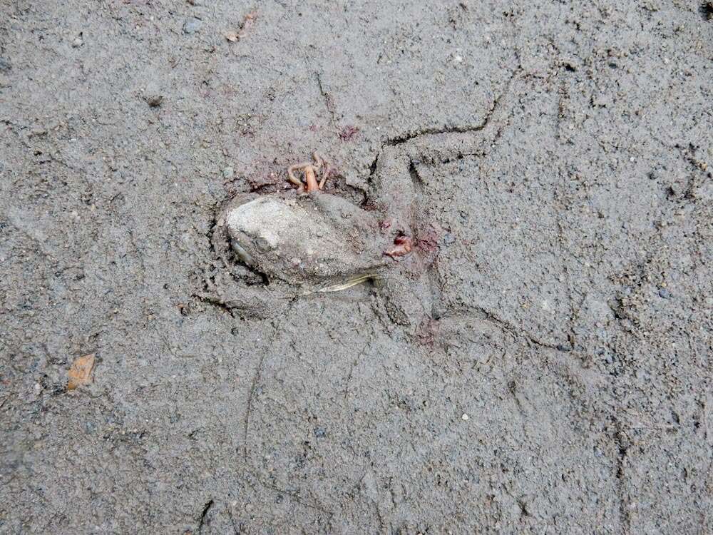 Image of Wood Frog