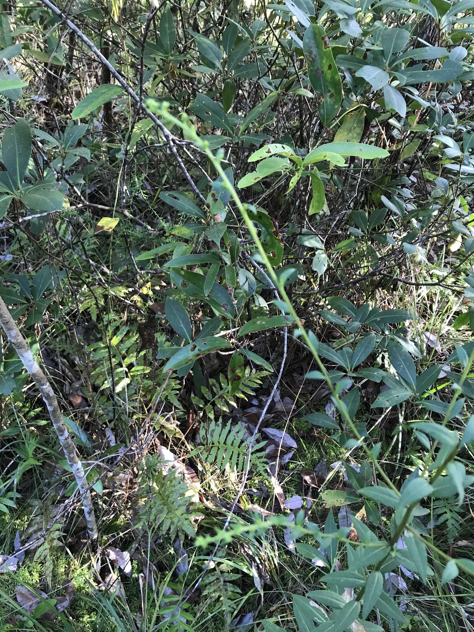 Image of roundleaf goldenrod