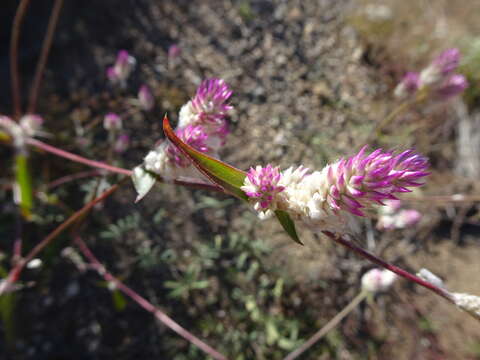 Image of Sonoran globe amaranth