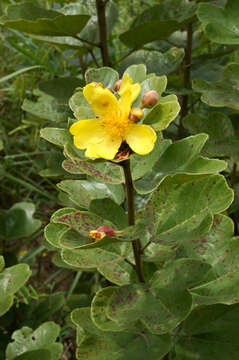 Imagem de Cochlospermum planchonii Hook. fil. ex Planch.