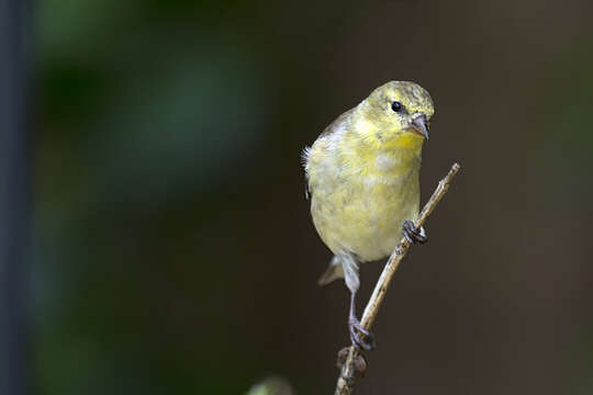 Imagem de Spinus tristis (Linnaeus 1758)