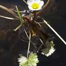 Image of <i>Ranunculus schmalhausenii</i>