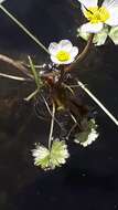 <i>Ranunculus schmalhausenii</i>的圖片