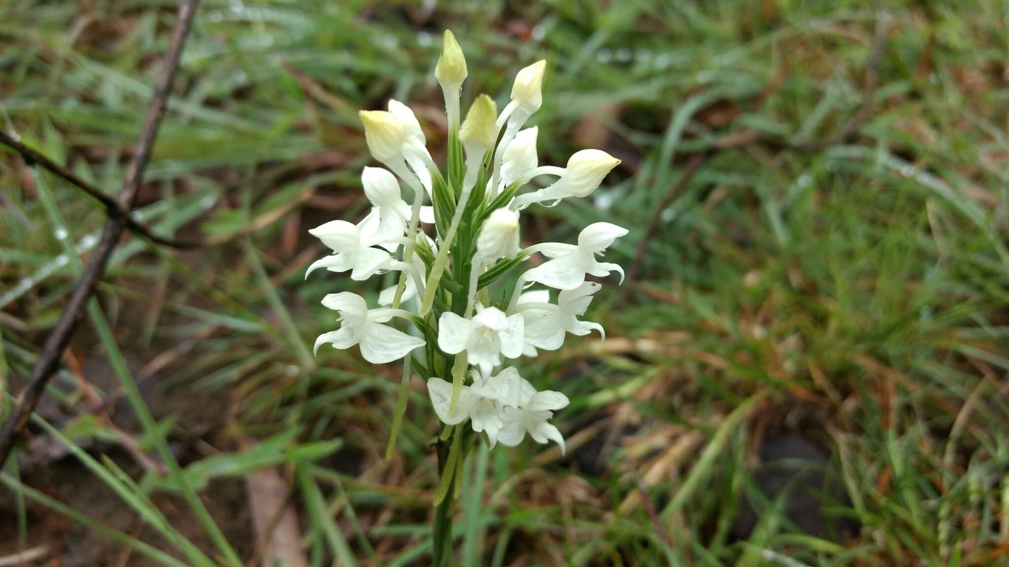 Imagem de Habenaria roxburghii Nicolson