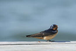 Image of Hirundo Linnaeus 1758