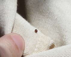 Image of Loew's Lady Beetle