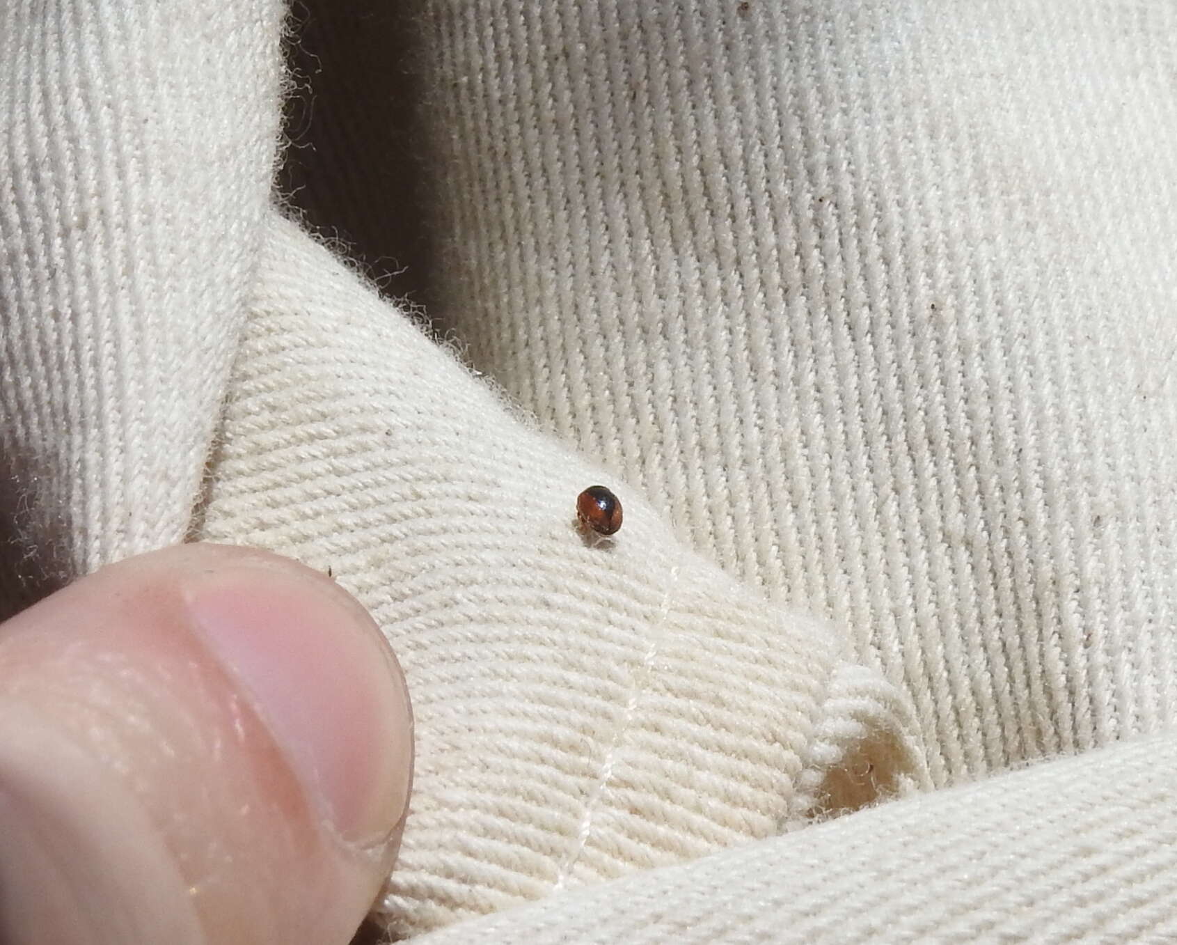 Image of Loew's Lady Beetle