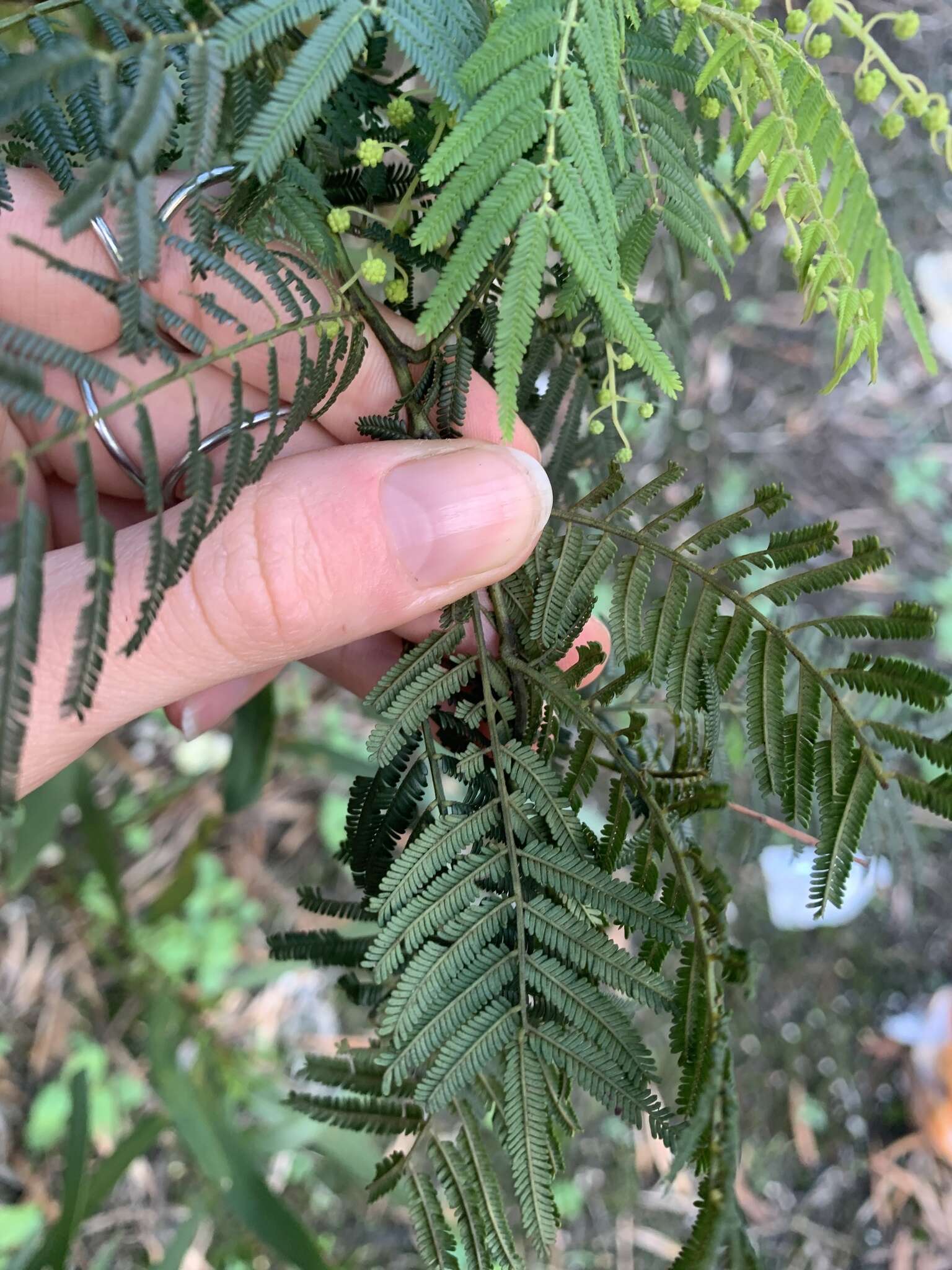 Image of Acacia oshanesii F. Muell. & Maiden