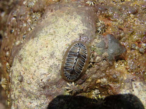 Image of Chiton albolineatus Broderip & G. B. Sowerby I 1829