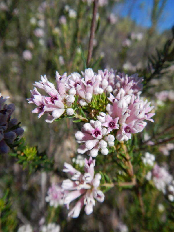 Image of Phylica lachneaeoides Pillans