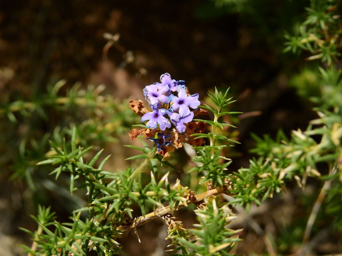 Image of Junellia juniperina (Lag.) Moldenke