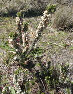 Image of Erica grisbrookii Guthrie & Bolus