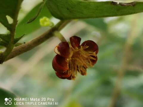 Image of Phyllanthus obscurus Roxb. ex Willd.