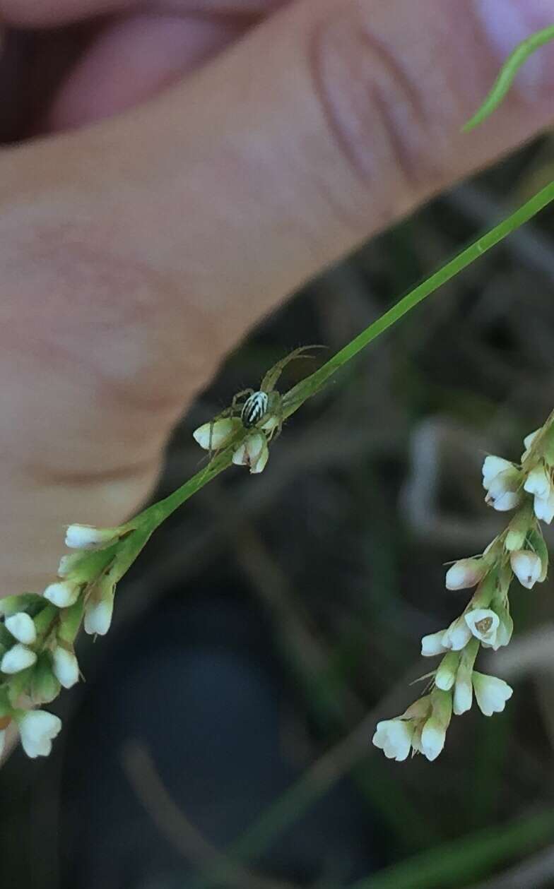 Image of Lined Orbweaver