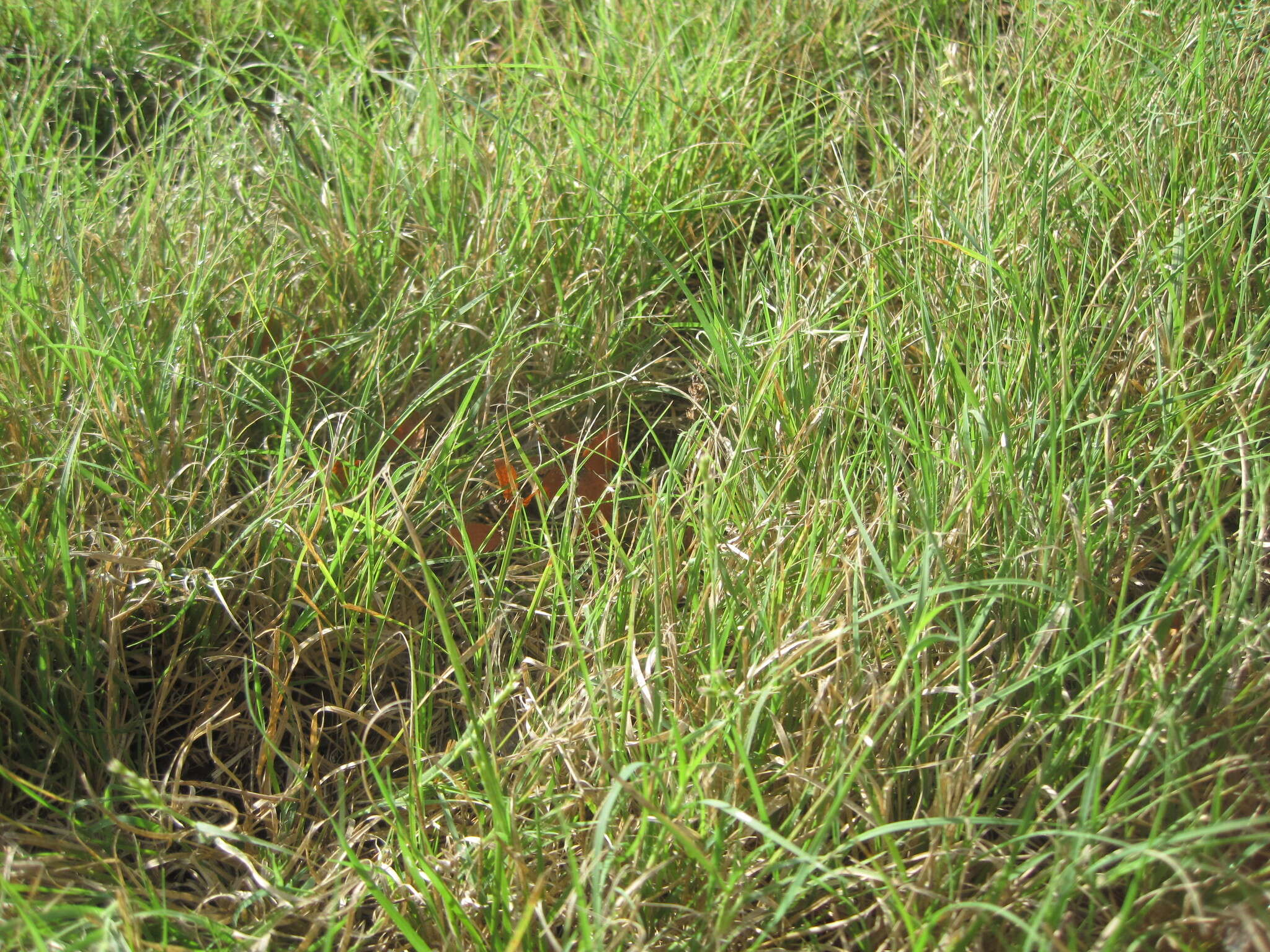 Image of curly-mesquite