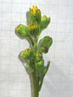 Image of Wooton's ragwort