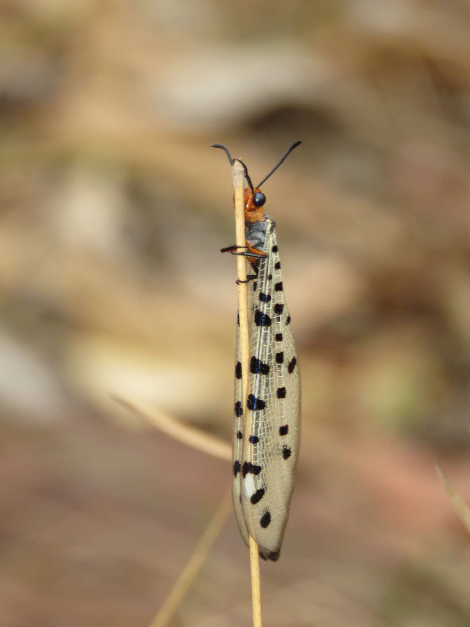 Image of Myrmeleon erythrocephalus Leach 1814