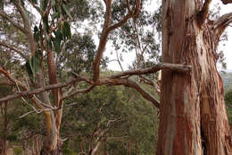 Sivun Eucalyptus globulus subsp. bicostata (Maiden. Blakely & Simmonds) Kirkpatrick kuva