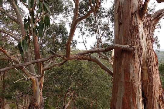 Plancia ëd Eucalyptus globulus subsp. bicostata (Maiden. Blakely & Simmonds) Kirkpatrick